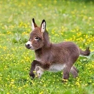 Meet your Posher, Concho